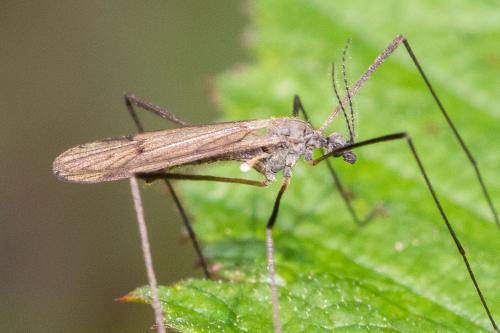 Ormosia sp.